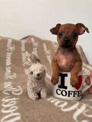 Zwergpinscher мини (до 2.5 кг)