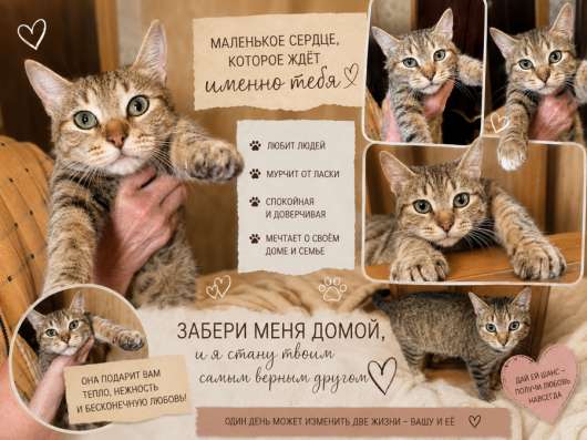 Котенок в добрые руки