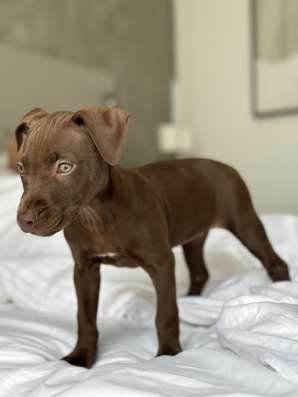 Puppy for sale