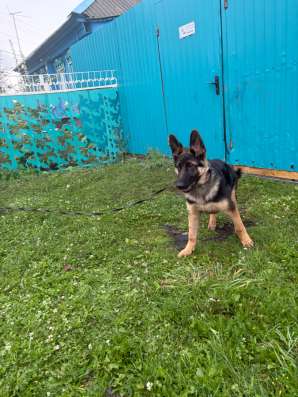 Продам щенка в Ульяновске фото 4