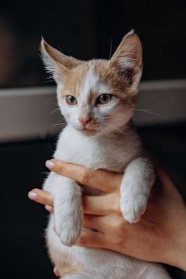 Котята Симба и Пуфик ищут дом! в Москве фото 6