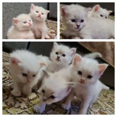 Котята невские маскарадные