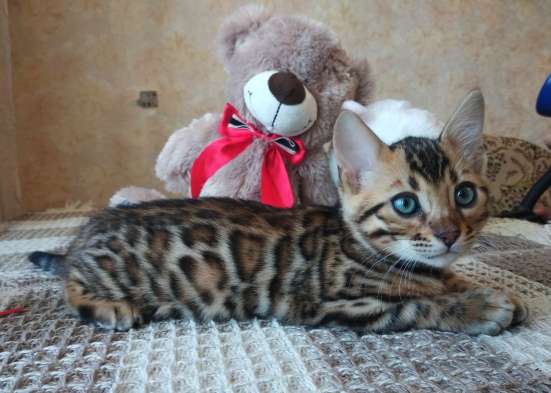 Бенгальские котята в Серове фото 5
