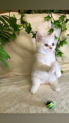 Клубный шотландский котёнок в Ставрополе фото 8
