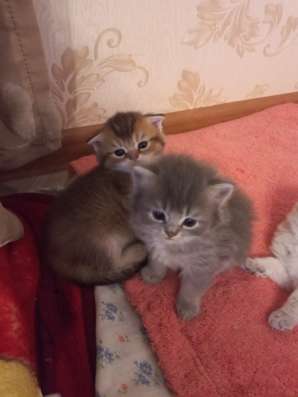 Шотланские котята