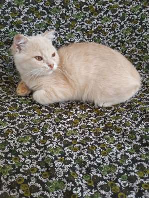 Шотландский котенок, мальчик в Симферополе