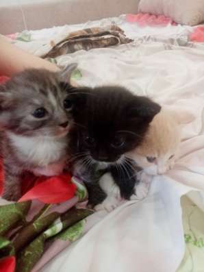 Отдам котят