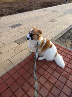 Собака 1 годик в добрые руки