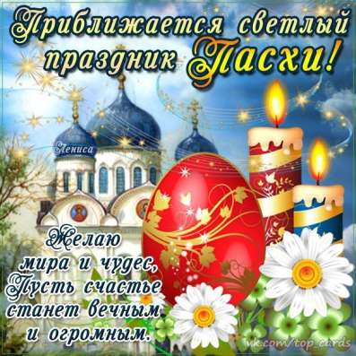 Белый шотландский котенок в Москве