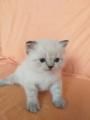 Шотландские котята фото 8