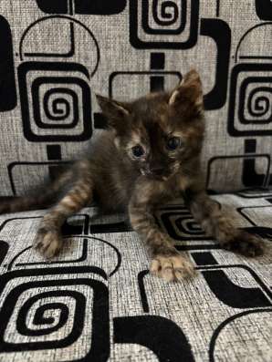 Отдам котят в хорошие руки в Москве фото 4