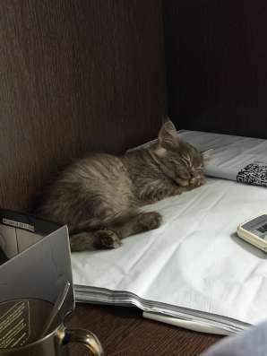 Котенок в добрые руки в Волгограде фото 5