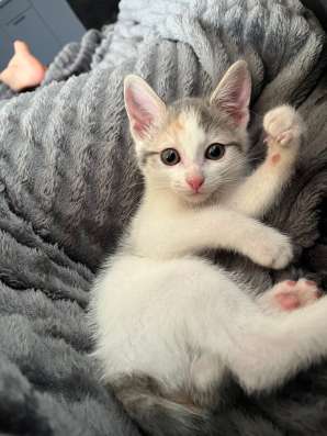 Котята