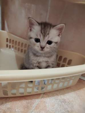 Шотландские котята фото 3