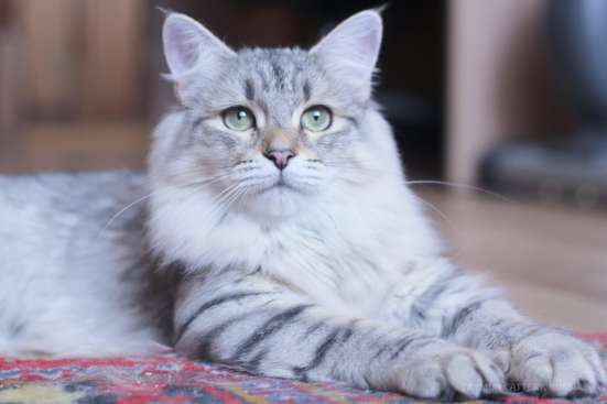 Сибирский котенок из питомника