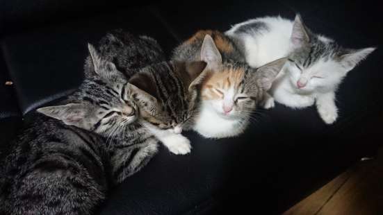 Отдам котят, срочно
