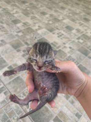Отдам котят в хорошие руки