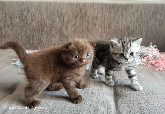 Шотландские котята