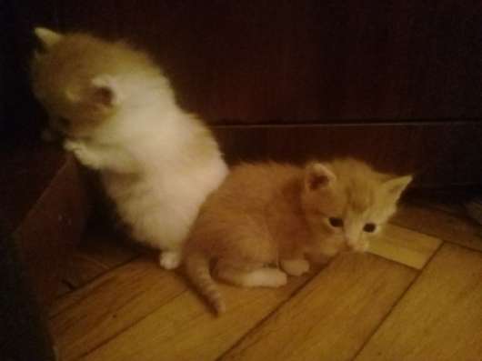 Отдадим котят в добрые руки в Санкт-Петербурге фото 6