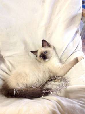Котенок мальчик ragdoll фото 3