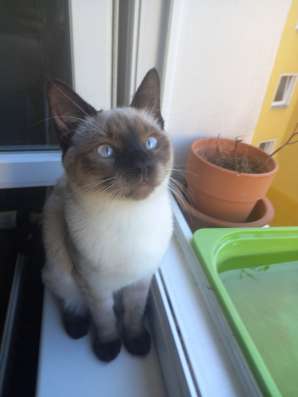 Сиамские котята продаются фото 3