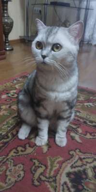 Продам шотландскую кошку