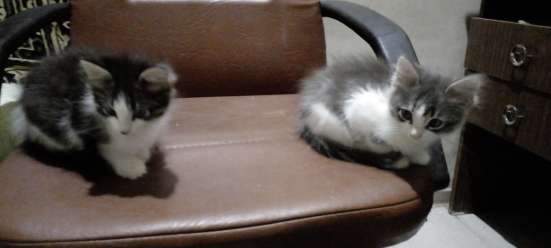 Котята в Жуковском