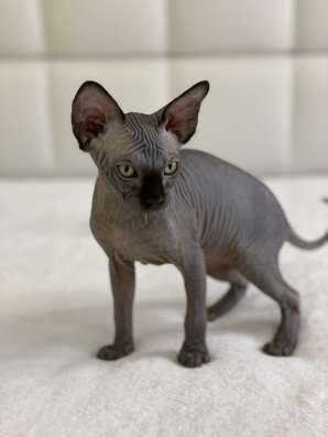 Sphynx Male Чёрный красавчик