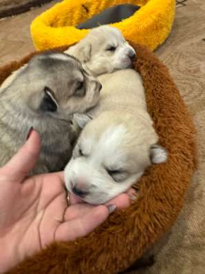 Продам щенят хаски метисы в Новокузнецке фото 5