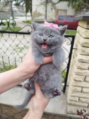 Продам шотландских котят, срочно фото 9