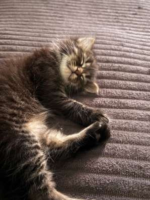 Котенок в Саратове