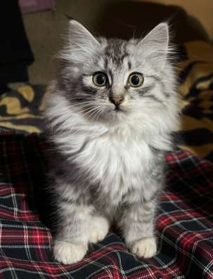 Котик и кошечка в добрые руки в Калуге фото 3