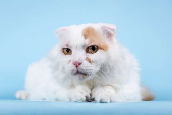 Ласковый вислоухий белый кот Мальчик