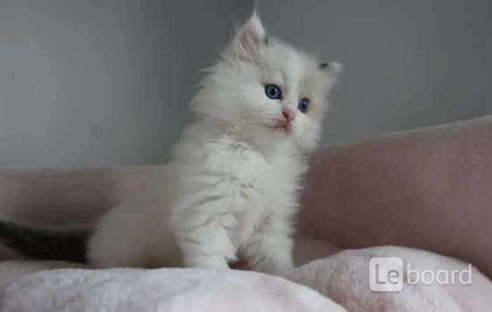 Котята Ragdoll для хорошей семьи