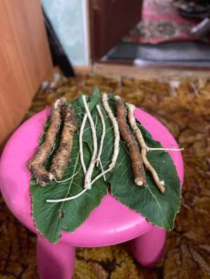 Корень хрена