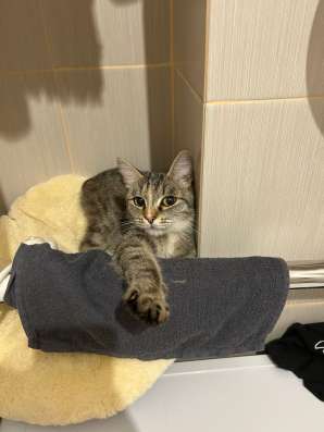 Кошка Маруся ищет любящих хозяев! в Новосибирске
