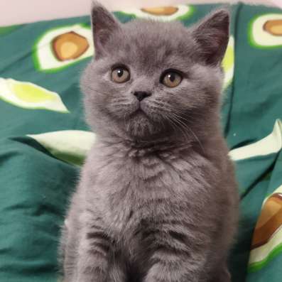 Шотландские котята фото 4