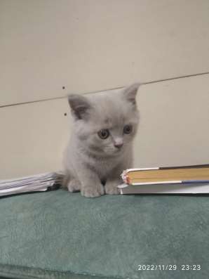 Шотландские котики фото 4