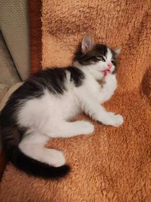 Милые, добрые, ласковые котята ищут дом фото 5