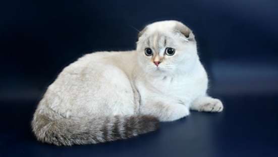 Шотландские котята фото 3