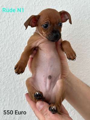 Zwergpinscher мини (до 2.5 кг) фото 10