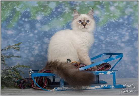 Котёнок Невский Маскарадный в Домодедове