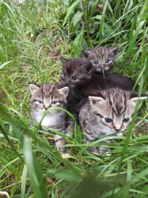 Котята ищут дом и любящих хозяев