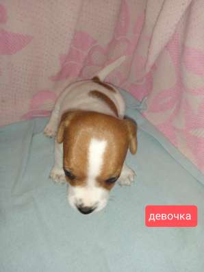 Щенки Джек Рассел терьер фото 3