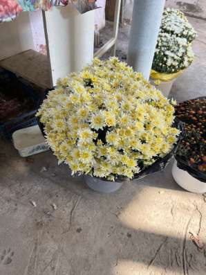 Мультифлора