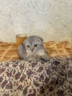 Ищем добрых родителей нашим котятам в Москве фото 3