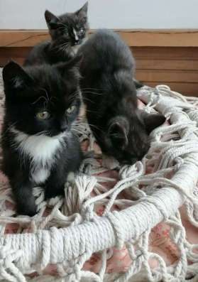 котята
