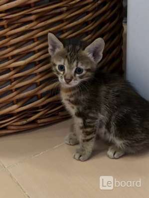 Милые котята, в добрые руки в Яблоновском фото 3