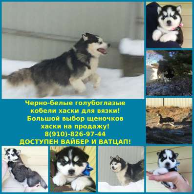 Красивые черно-белые кобели хаски для вязки