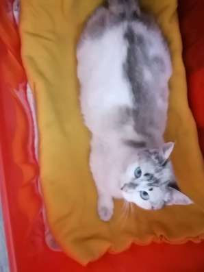 Отдам в хорошие-добрые руки кошечку